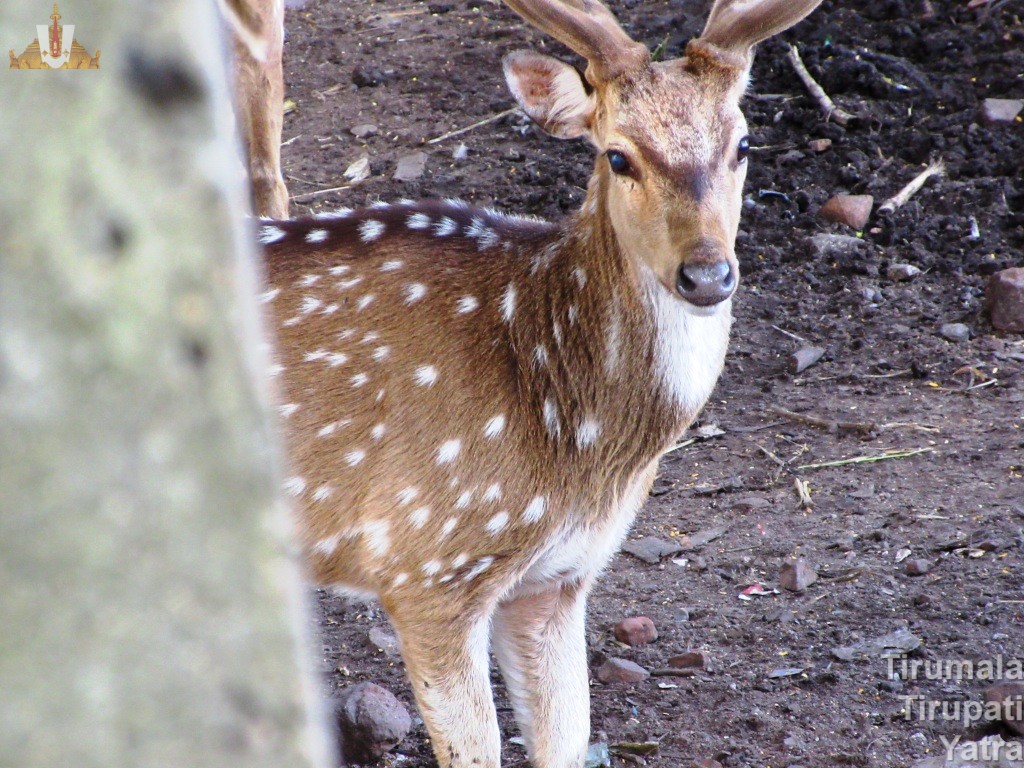 SV Deer Park Spotter Deer