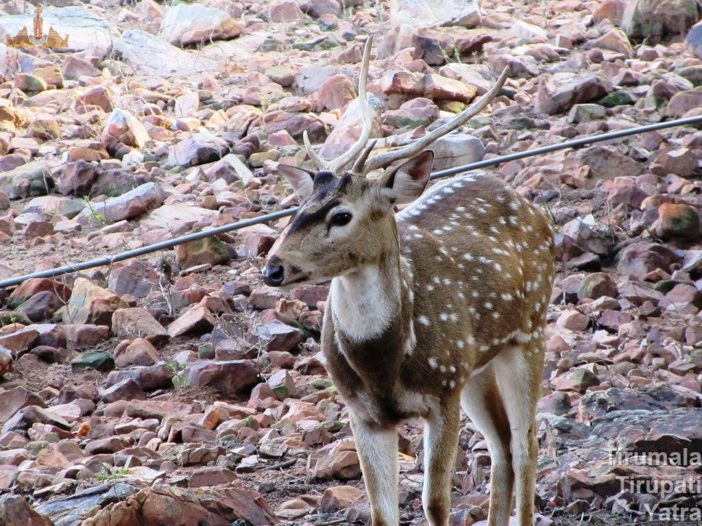 SV Deer Park Spotter Deer with horns