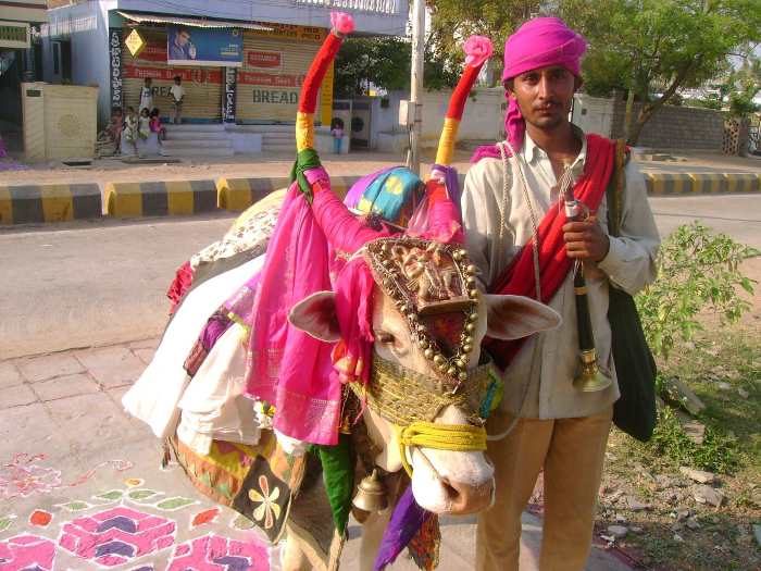 GangiReddu - Makara Sankranti