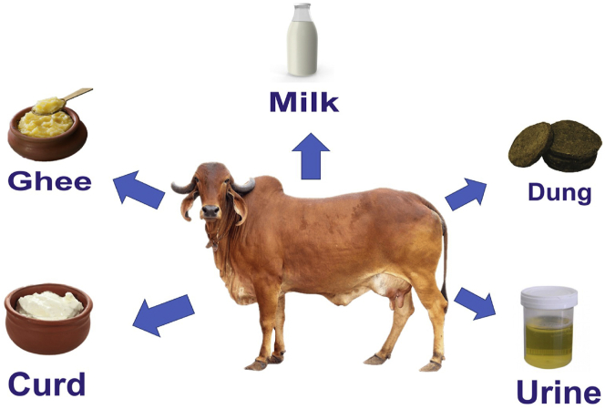 Cow based medicines - Panchgavya