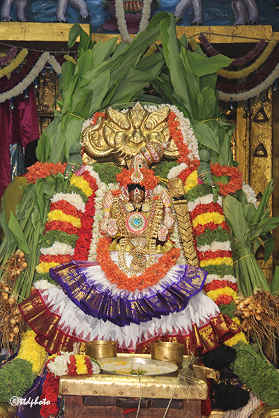 Vasanthotsavam - Tiruchanur 