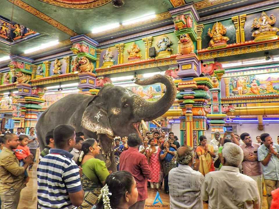 Arulmigu Manakula Vinayagar Elephant