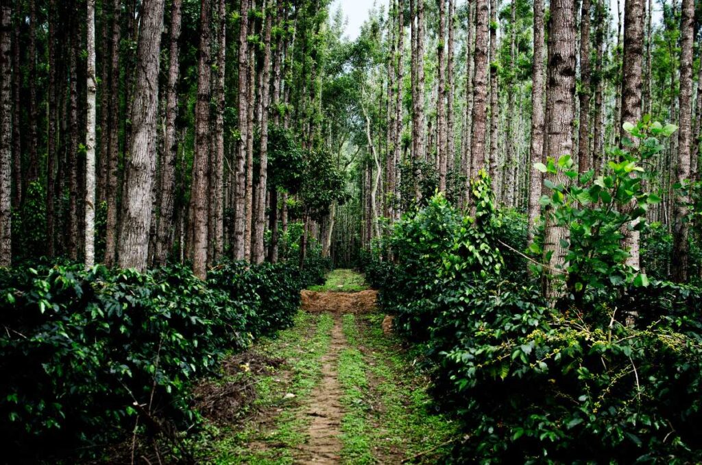 Chikmagalur - Coffee Plantations
