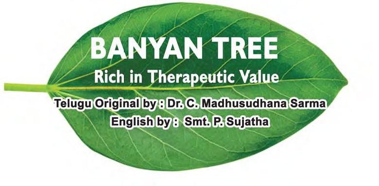 Banyan Tree - Rich in Therapeutic Value